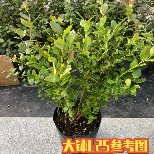 优质脱毒组培蓝莓苗L25 L29 F6 H5 原盆原土发货阳台庭院四季种植