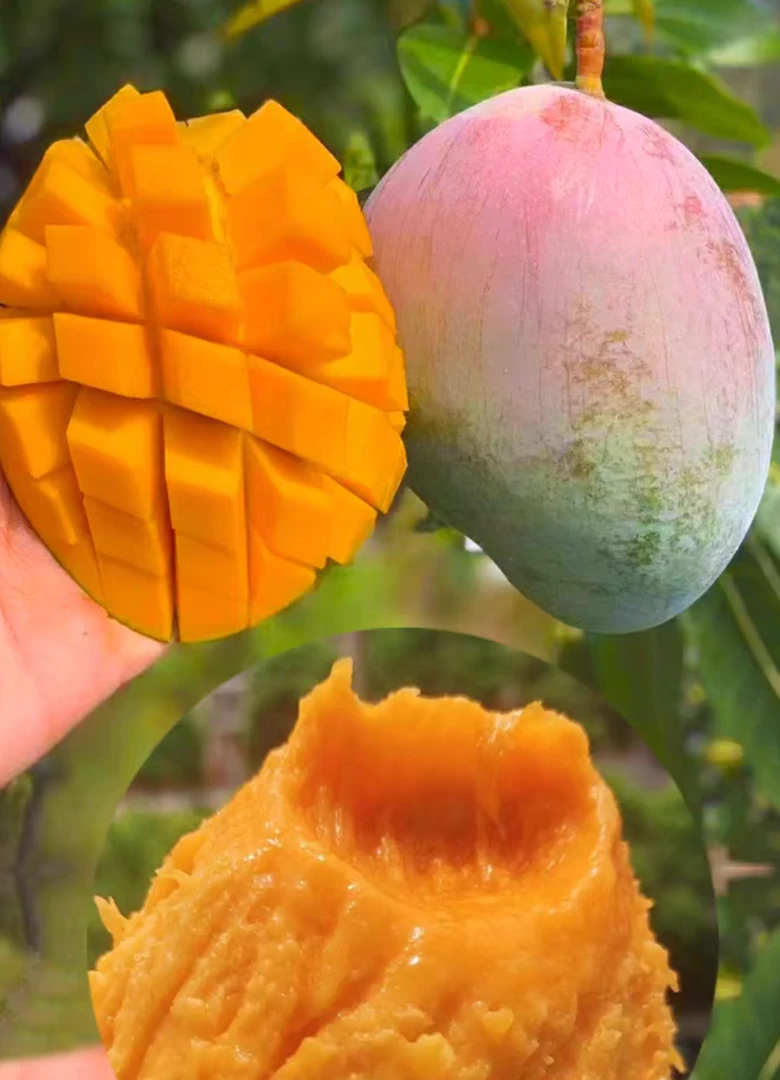 四川攀枝花精品红头凯特芒果4斤（误差100克左右）