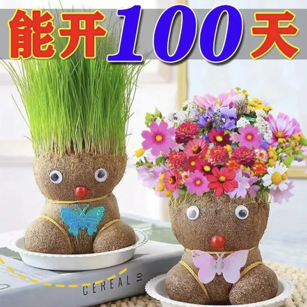 开花长草娃娃草头花头盆栽室内桌面创意迷你水培绿植儿童趣味观察