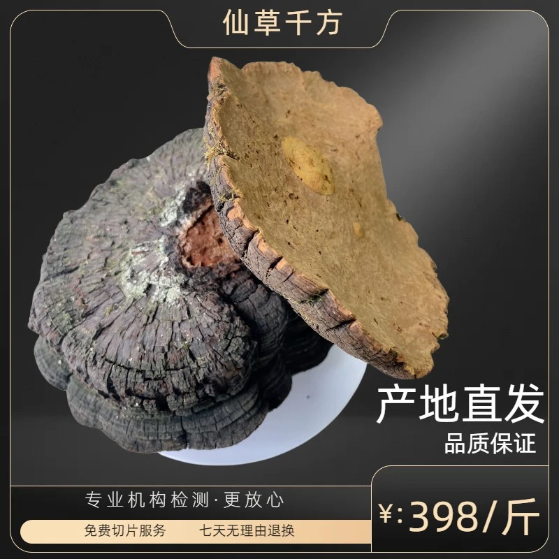 高品质长白山霜降桑树桑黄（15-20年左右）煮水喝