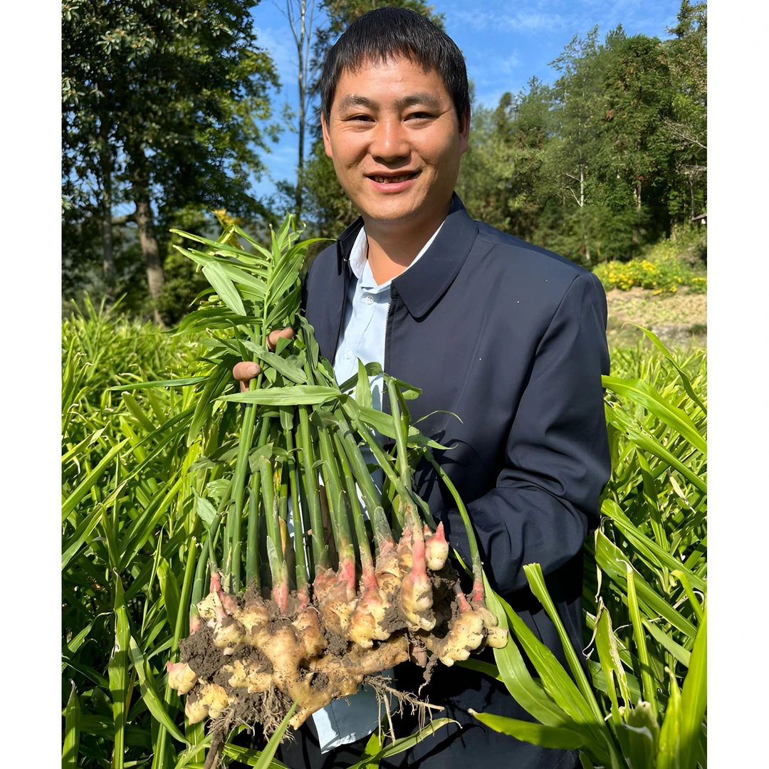 【山哥甄选】四川小黄姜 3斤装包邮