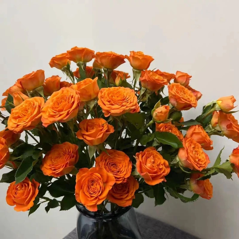 【多头橙色芭比】 橙色芭比云南昆明鲜花原产地直发新鲜水养花