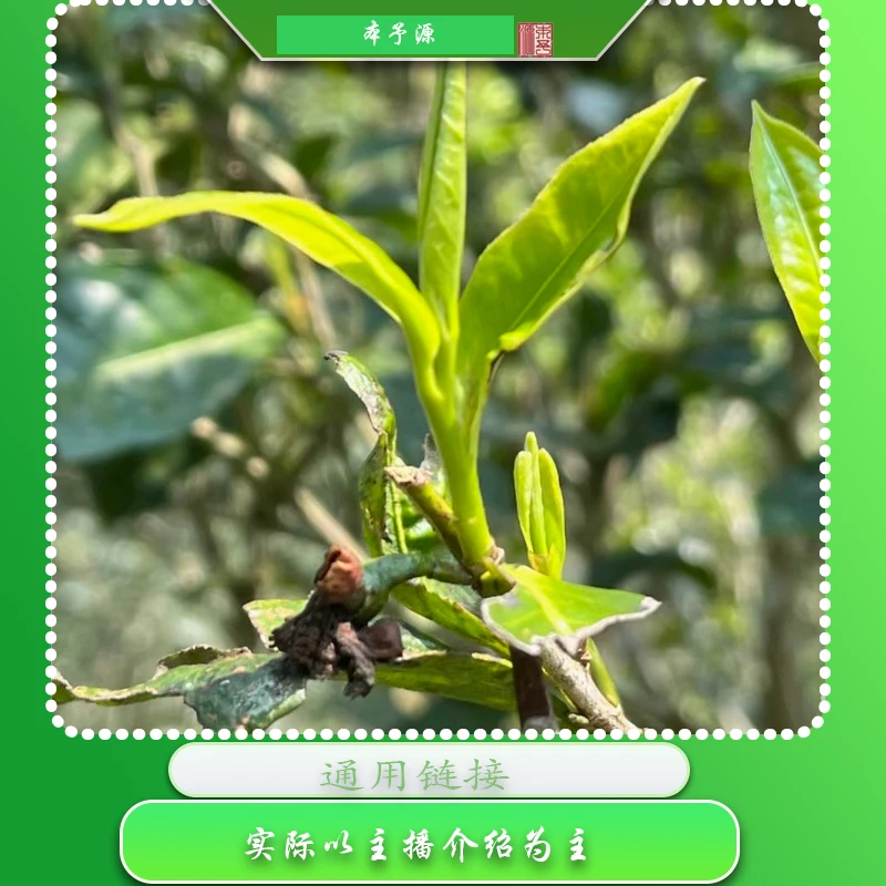 阿杨的茶普洱茶生茶周末大礼包