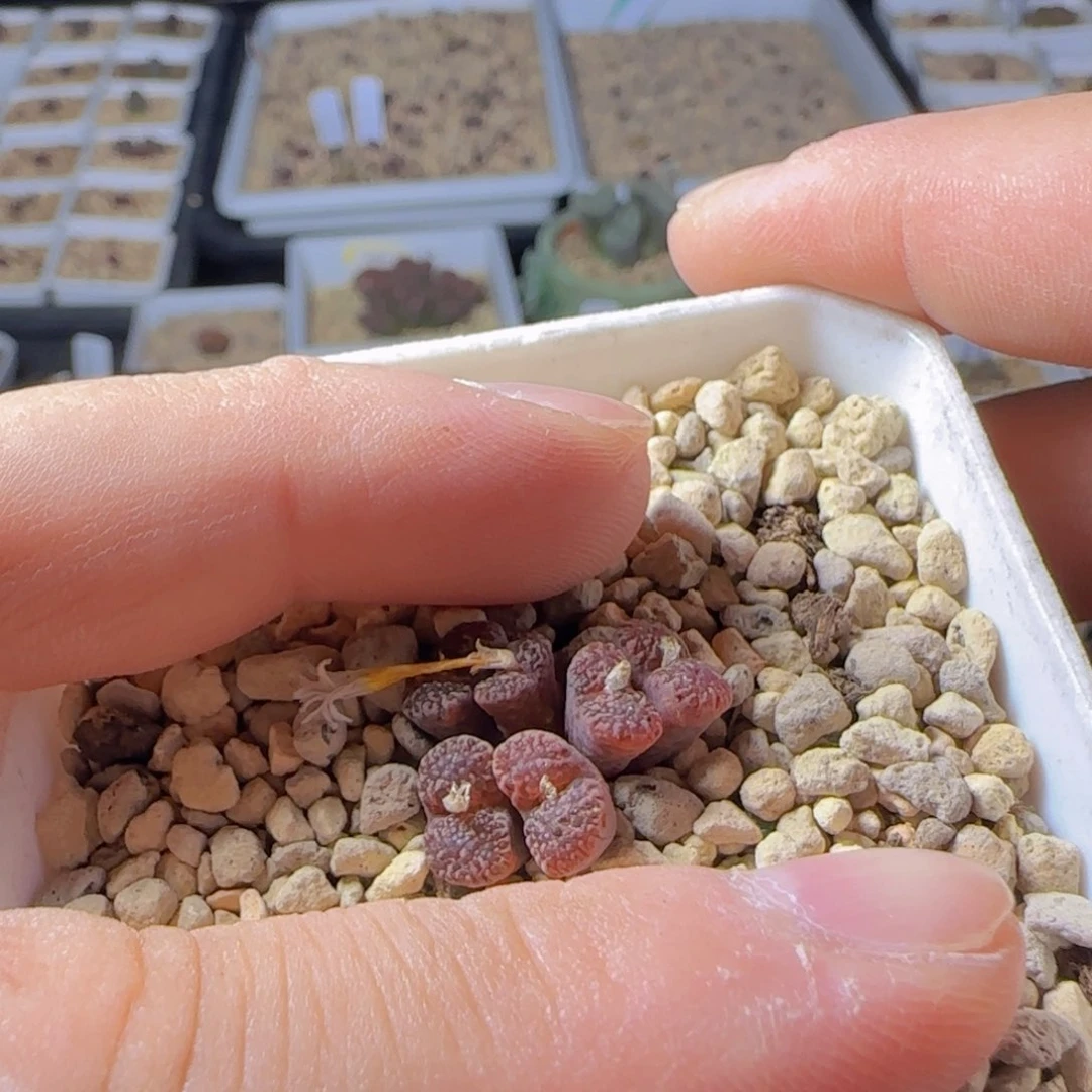 韩国杨梅鱼子酱 西米露宝宝