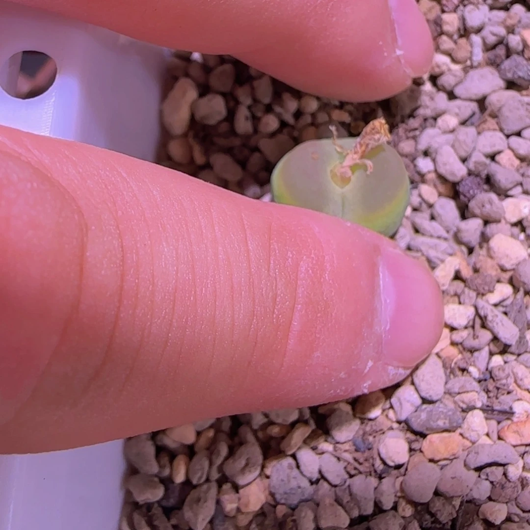 桃尻娘杂交 涟漪宝宝