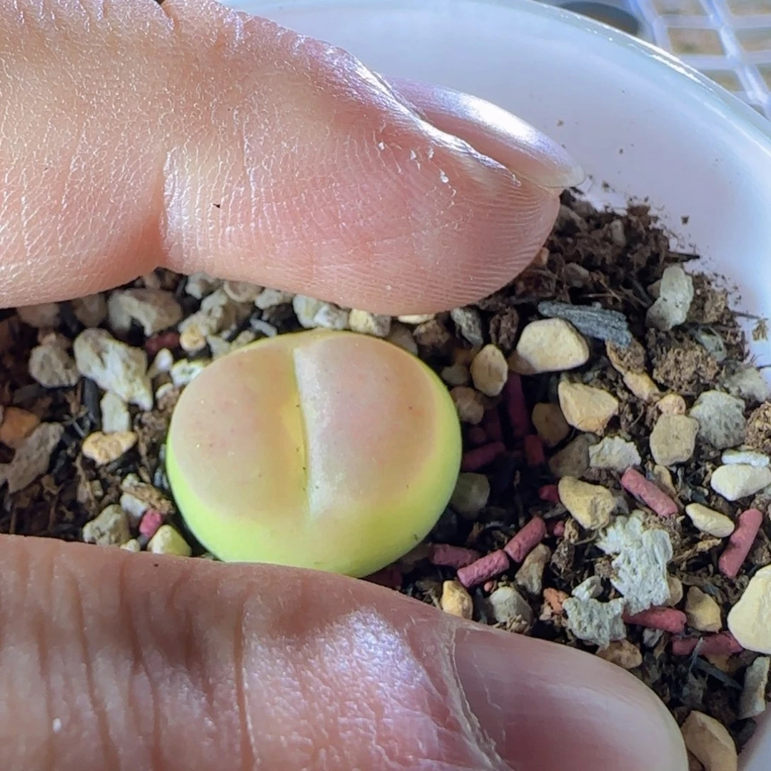 梦***e梦宝宝 dy6 桃尻娘