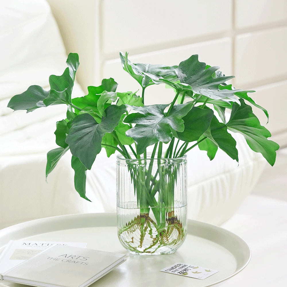 春羽办公室内桌面净化空气四季常青吸甲醛简约U型瓶水培绿植盆栽