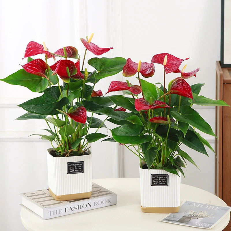 红掌盆栽办公室内绿植盆景鸿运当头客厅花卉四季好养