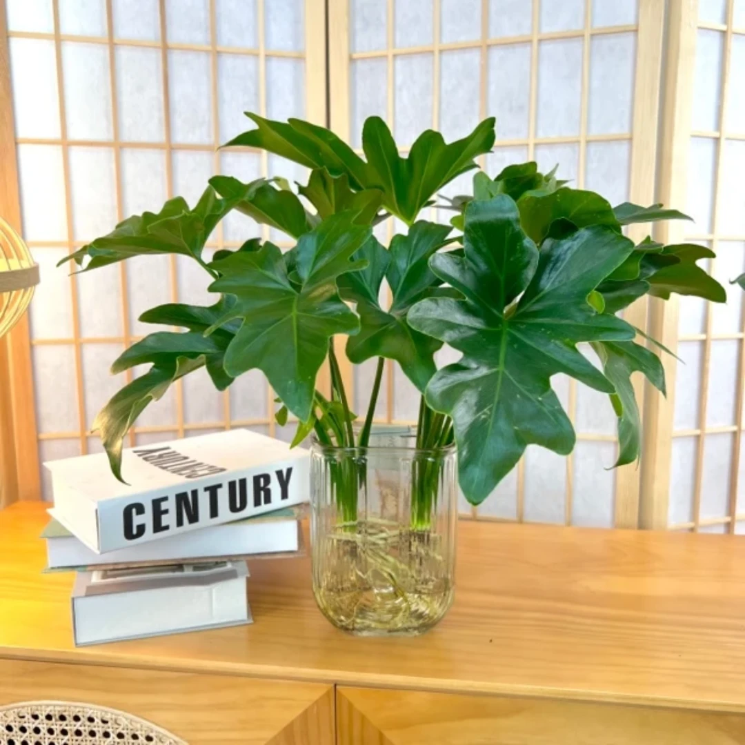 春羽办公室内桌面净化空气四季常青吸甲醛简约U型瓶水培绿植盆栽