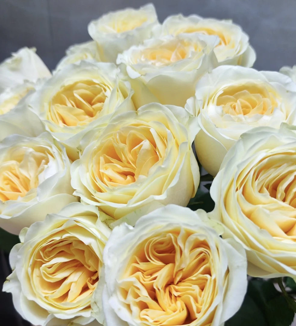 【奶油杯】花农直发，全场任意两单顺丰冷链包邮，一单需补邮费！