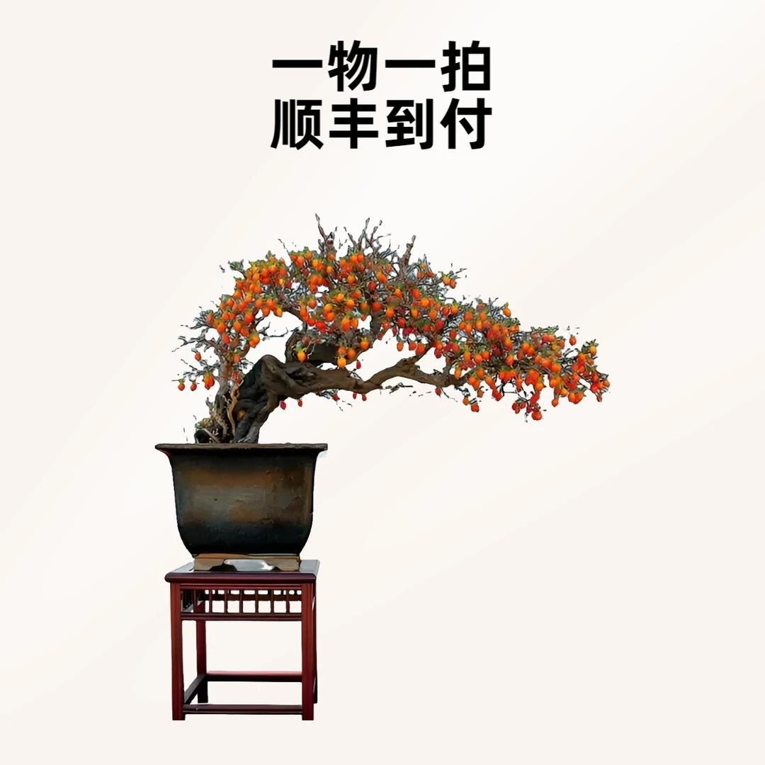 原生根培老鸦柿   直播链接  昕秀于园 大漏