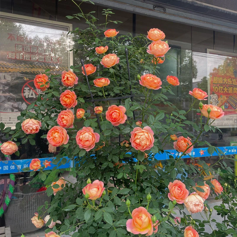 【买一送一】夏洛特夫人月季大苗爬藤蔷薇花苗藤本花卉四季植物植物