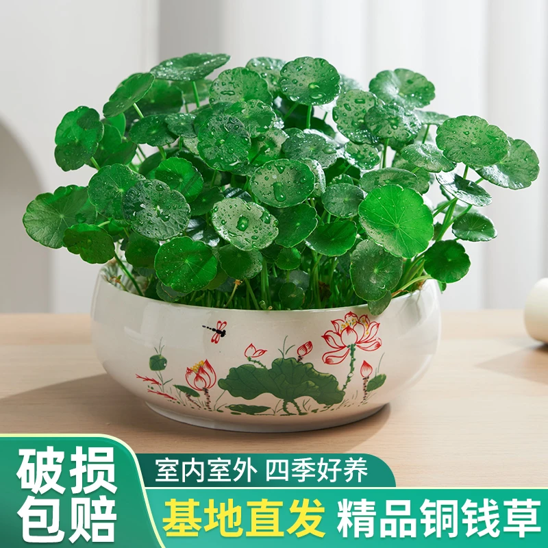 水养带叶铜钱草水培植物室内桌面绿植金钱草室外四季好养花卉盆栽