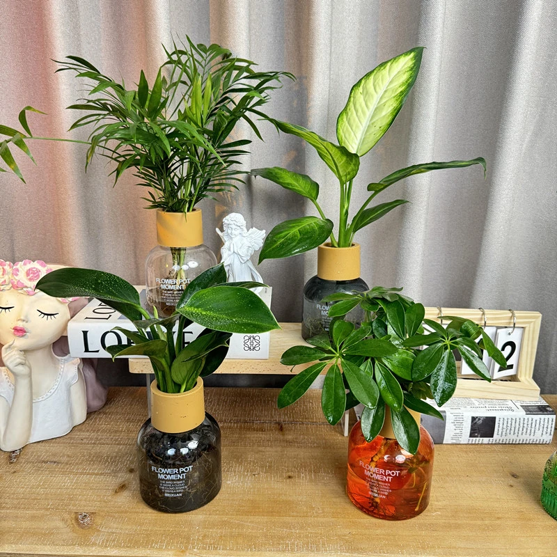 【香薰花瓶】四季水培绿植四件套净化空气金钻袖珍椰子鸭脚木玛丽安