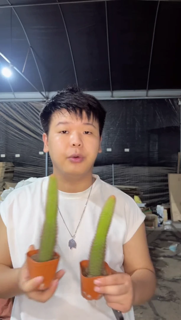 【闪购商品】2颗 单头黄金妞【带根】