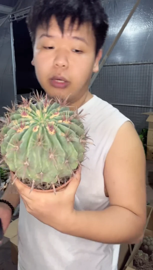 【闪购商品】超大宽刺日出 带刺13cm