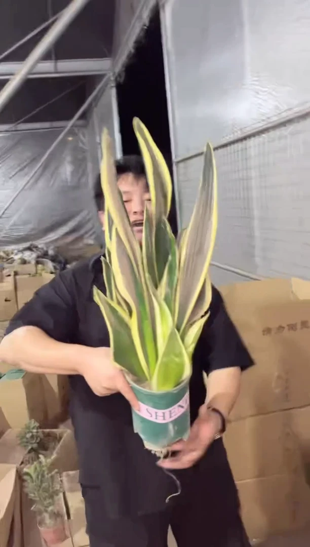 【闪购商品】金边霸王兰