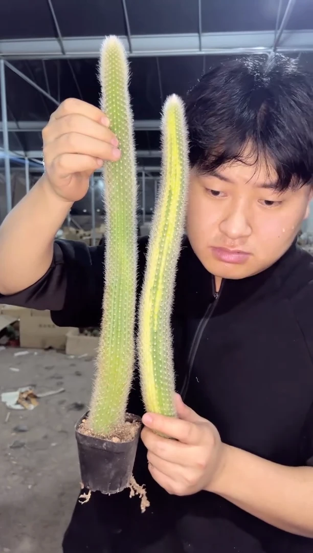 【闪购商品】2颗九尾狐【指定带锦】