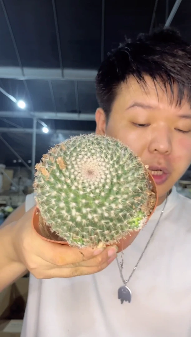 【闪购商品】大单头玉翁 8-10cm