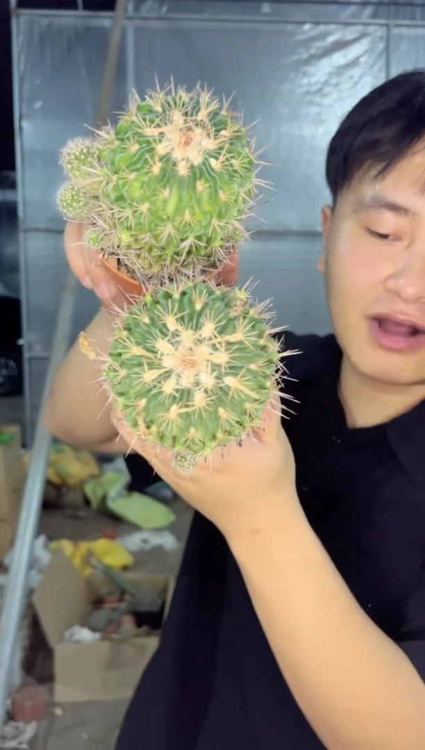 【闪购商品】2颗 多棱玉