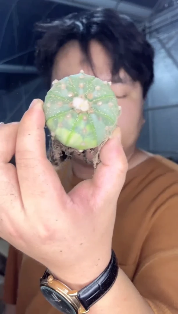 【闪购商品】5颗 3-5cm 星兜