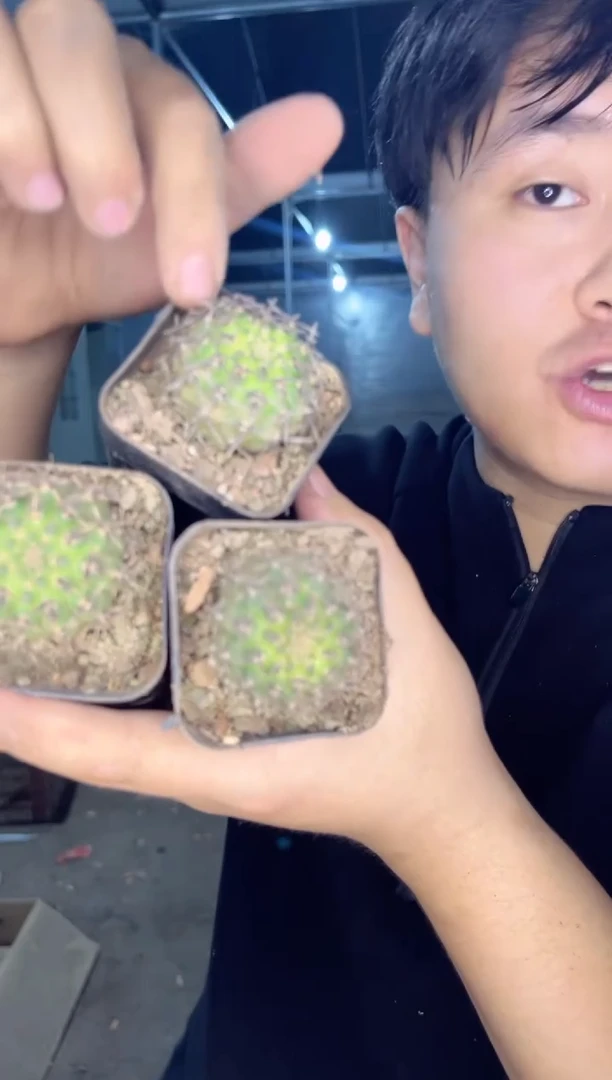 【闪购商品】3颗黑刺凤头3-5cm