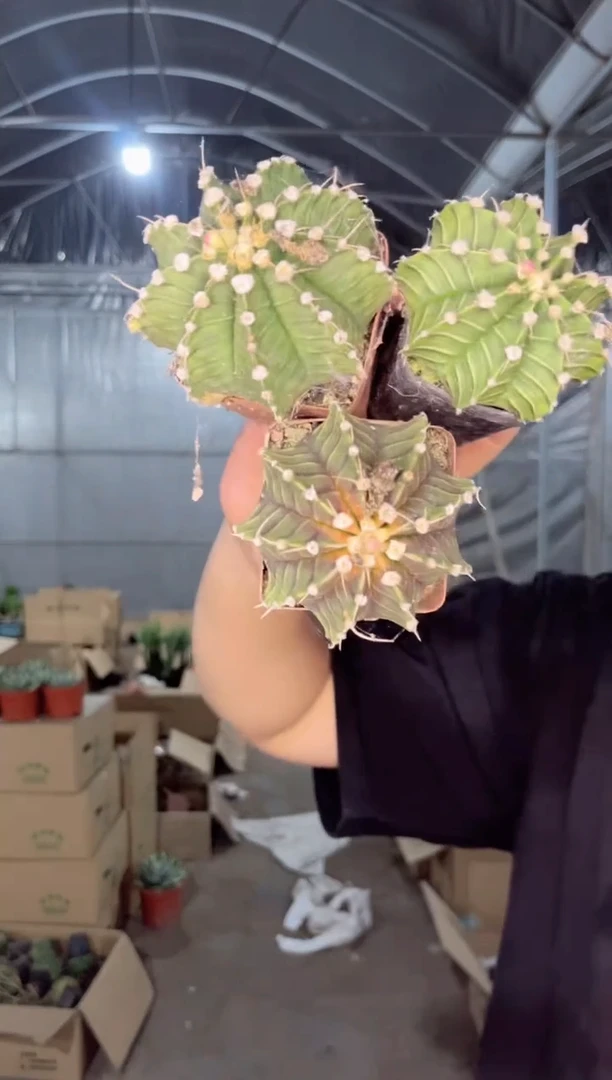 【闪购商品】6颗 肋骨牡丹杂