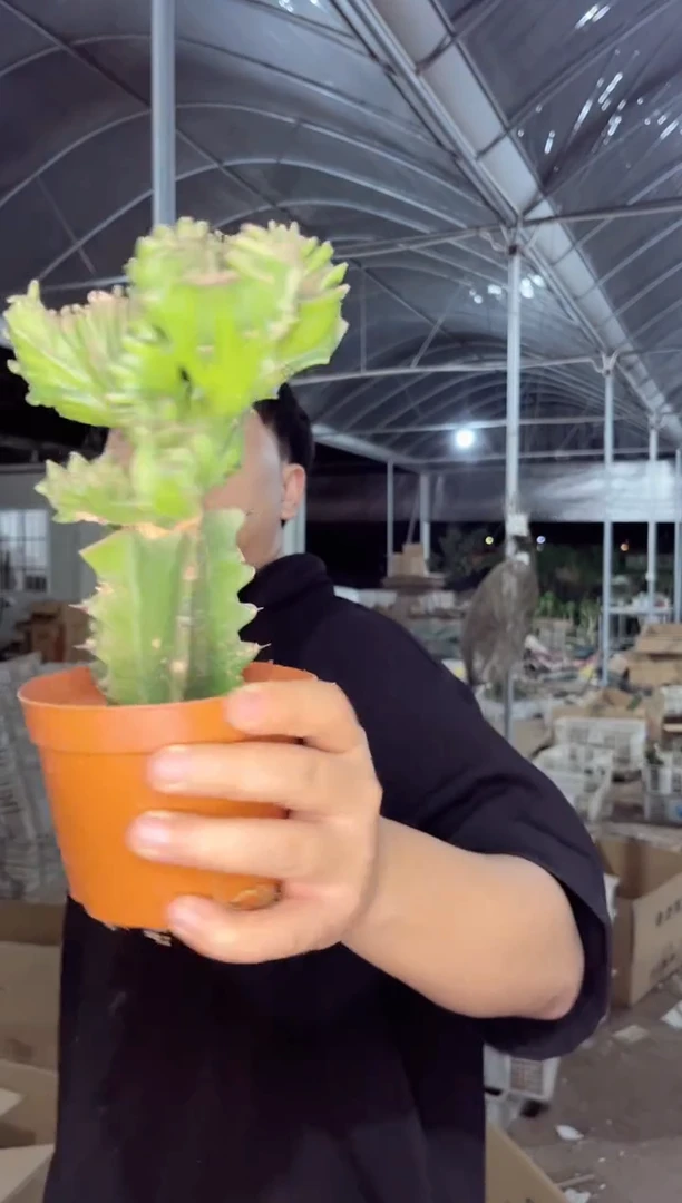 【闪购商品】帝国【嫁接】