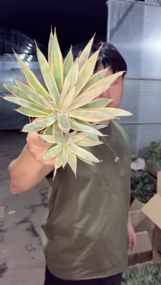 【闪购商品】陇雷 锦