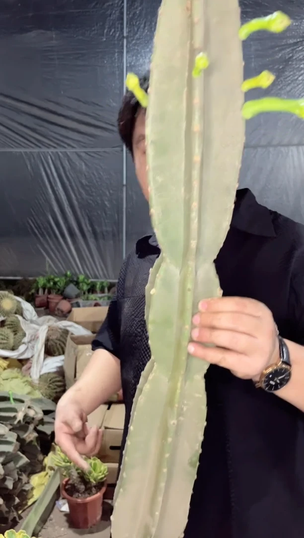 【闪购商品】50cm 量天尺【无根】不指定带花苞