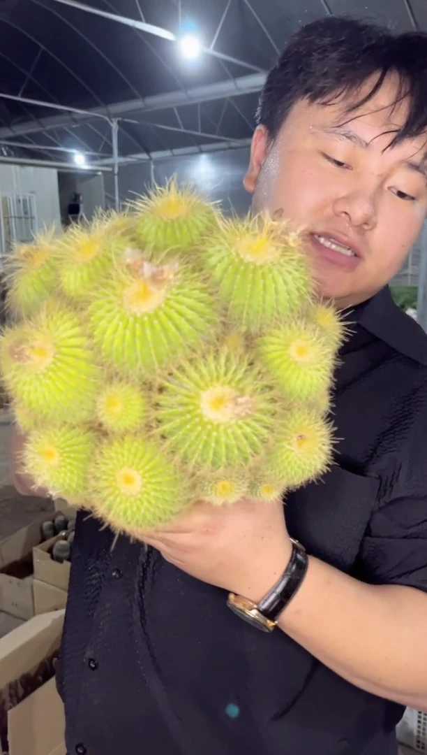 【闪购商品】大金冠群生