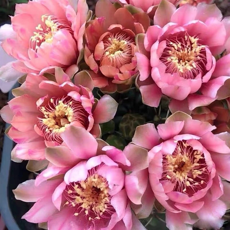 直播福利【满18包邮】