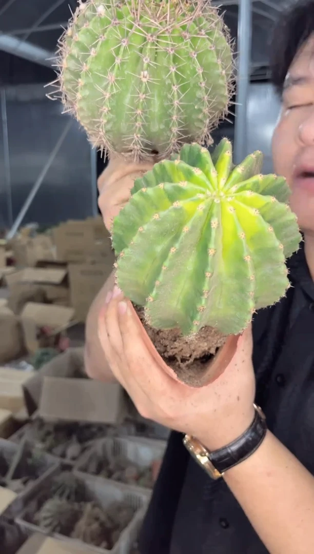 【闪购商品】席克氏彩草 6-8cm 不指定带崽