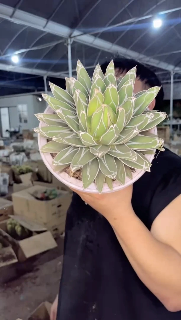 【闪购商品】大号 屉之雪 15-18cm