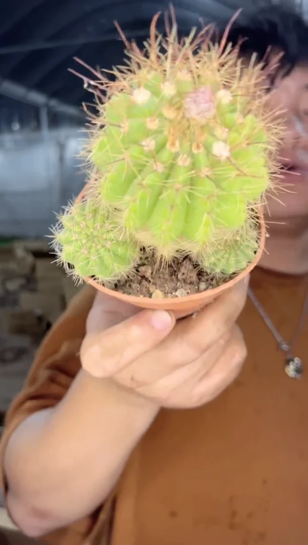 【闪购商品】黄花青丸