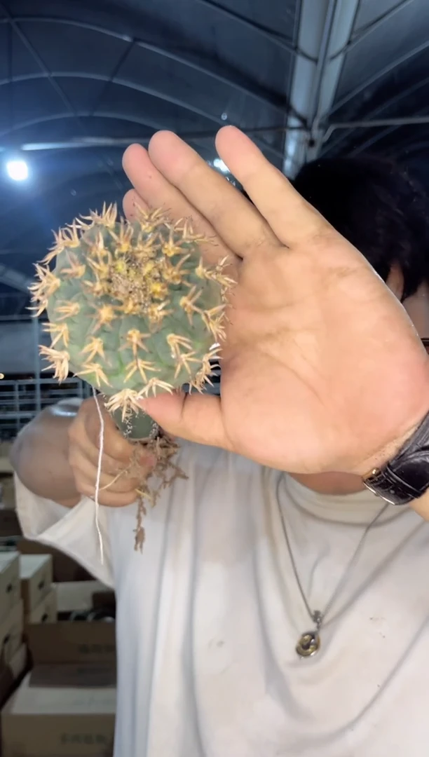 【闪购商品】猫爪【嫁接】秀蒲柱