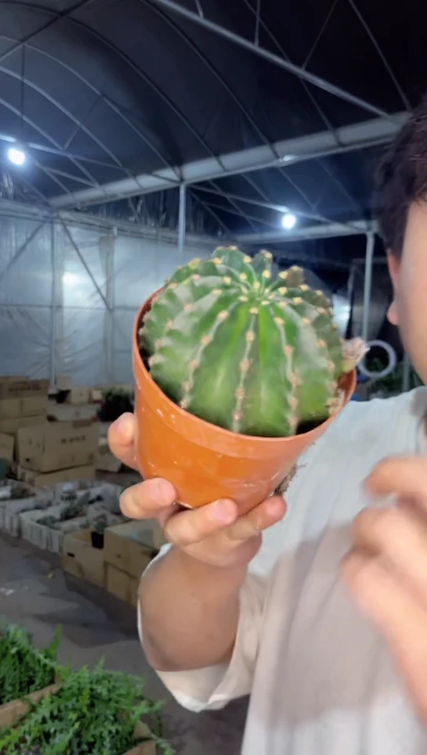 【闪购商品】浓桃筋  6-8cm