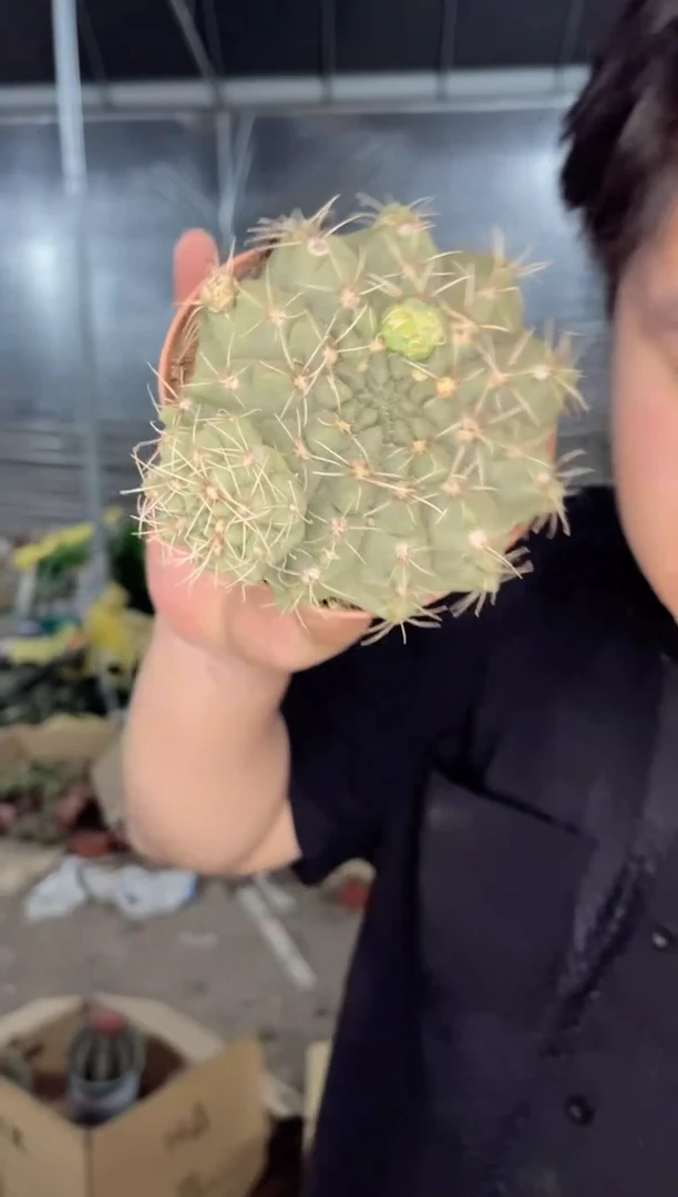 【闪购商品】6-8cm 绯花玉