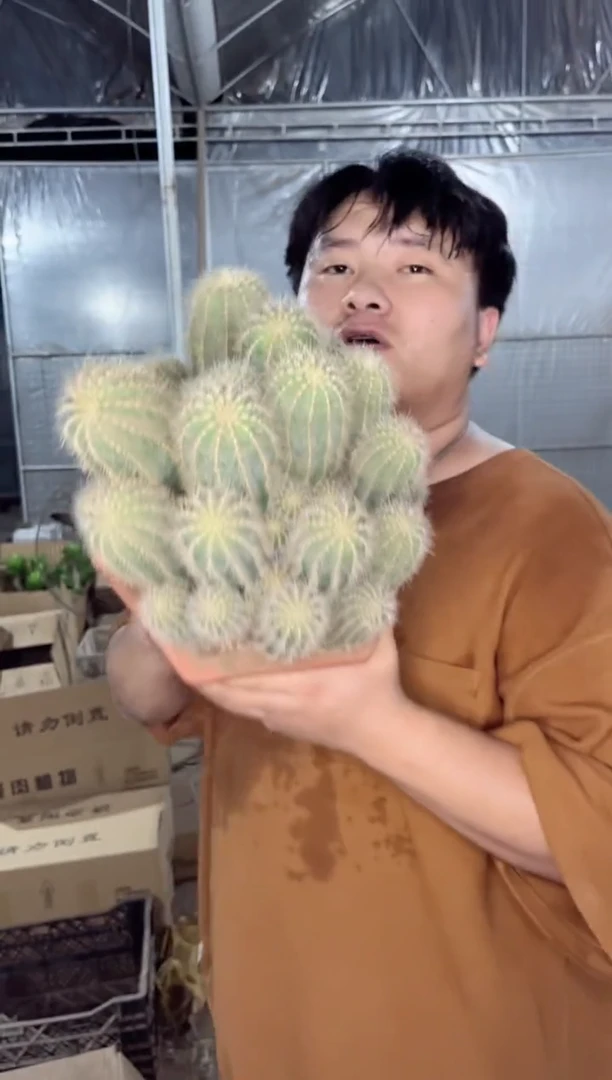 【闪购商品】超大银冠群生 15cm+