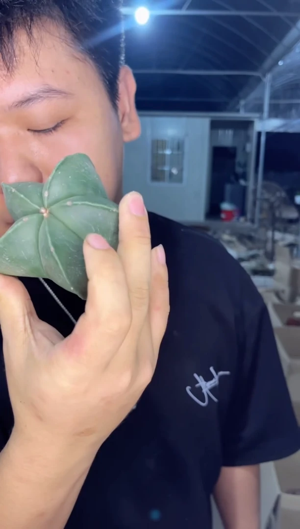 【闪购商品】实生根 鸾凤玉 5-7cm