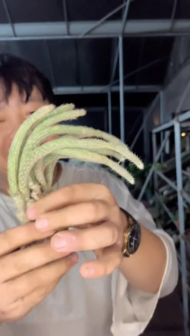 【闪购商品】银妞群生 货尾