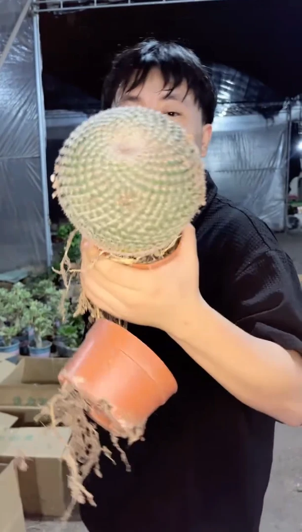 【闪购商品】玉翁大单头10-12cm