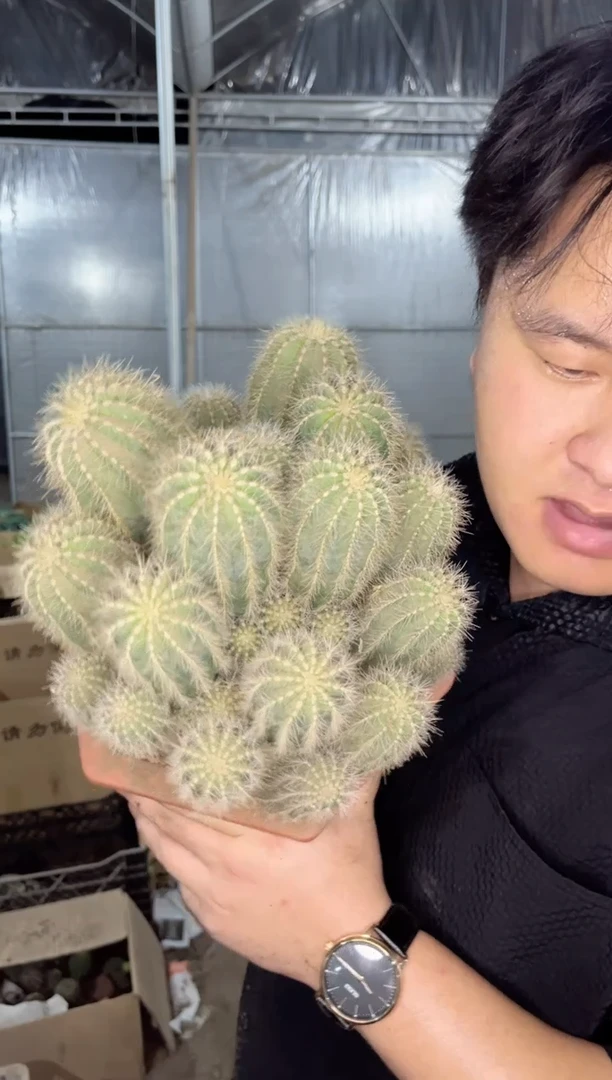 【闪购商品】超大银冠群生 15cm