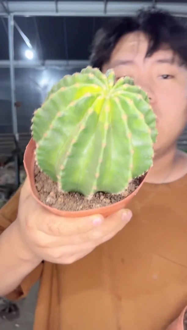 【闪购商品】浓桃筋 6-8cm