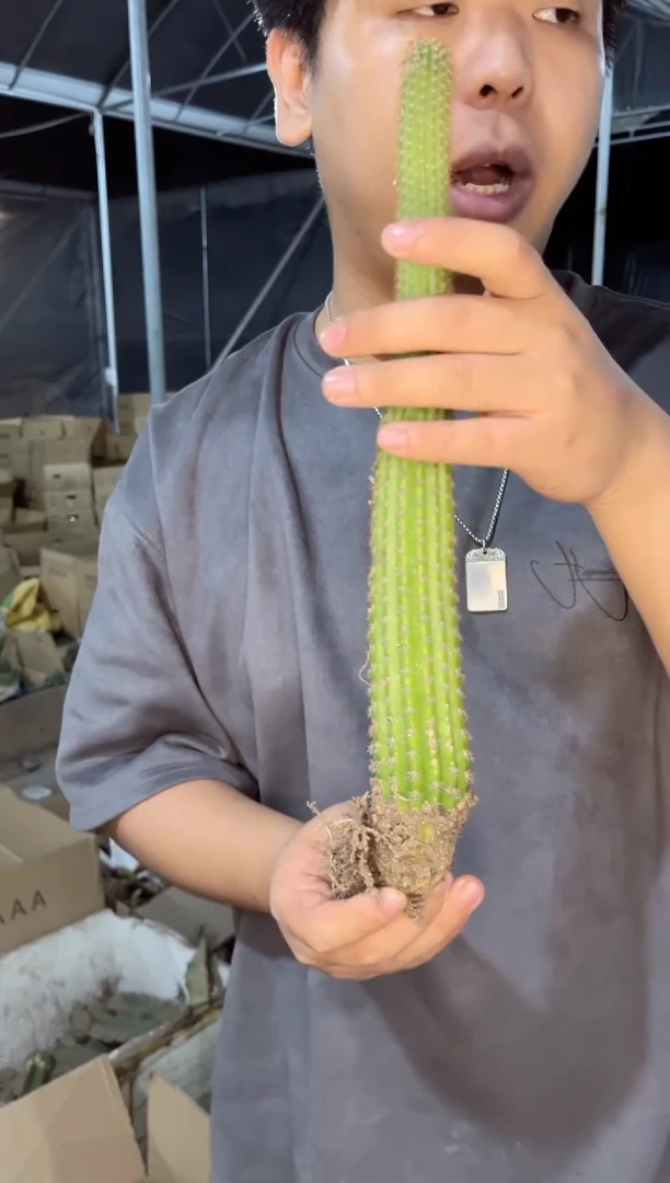 【闪购商品】卡布奇诺 高20cm+