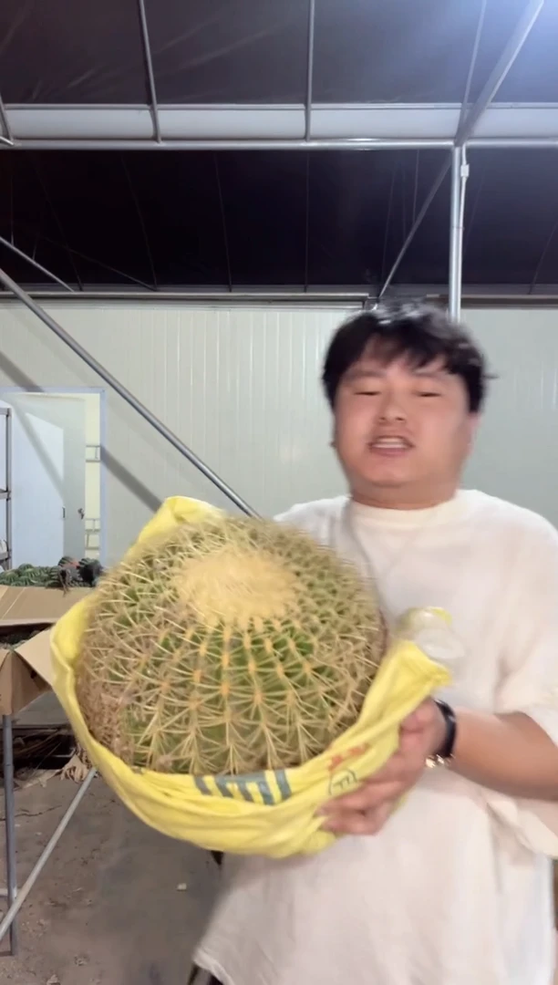 【闪购商品】超大金虎 带刺20cm+