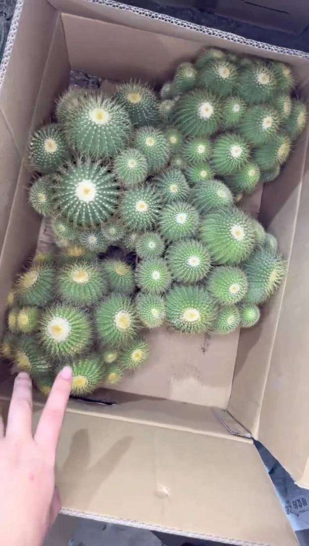 【闪购商品】超大金冠群生 25-30cm