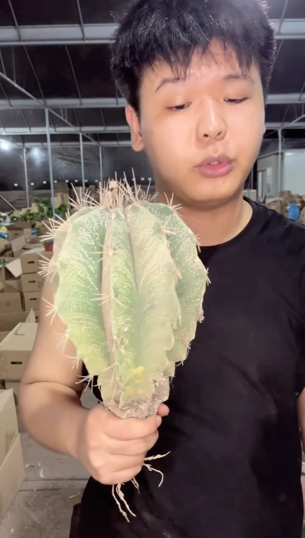【闪购商品】大般若