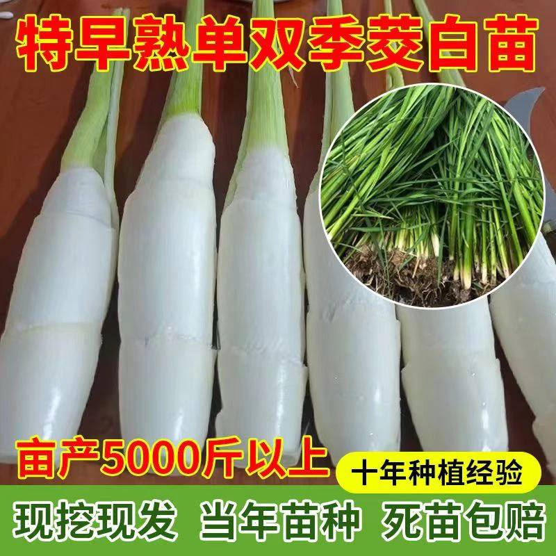 茭白苗高瓜苗高笋苗茭瓜苗双季早熟茭白苗种单季高产茭白苗水生