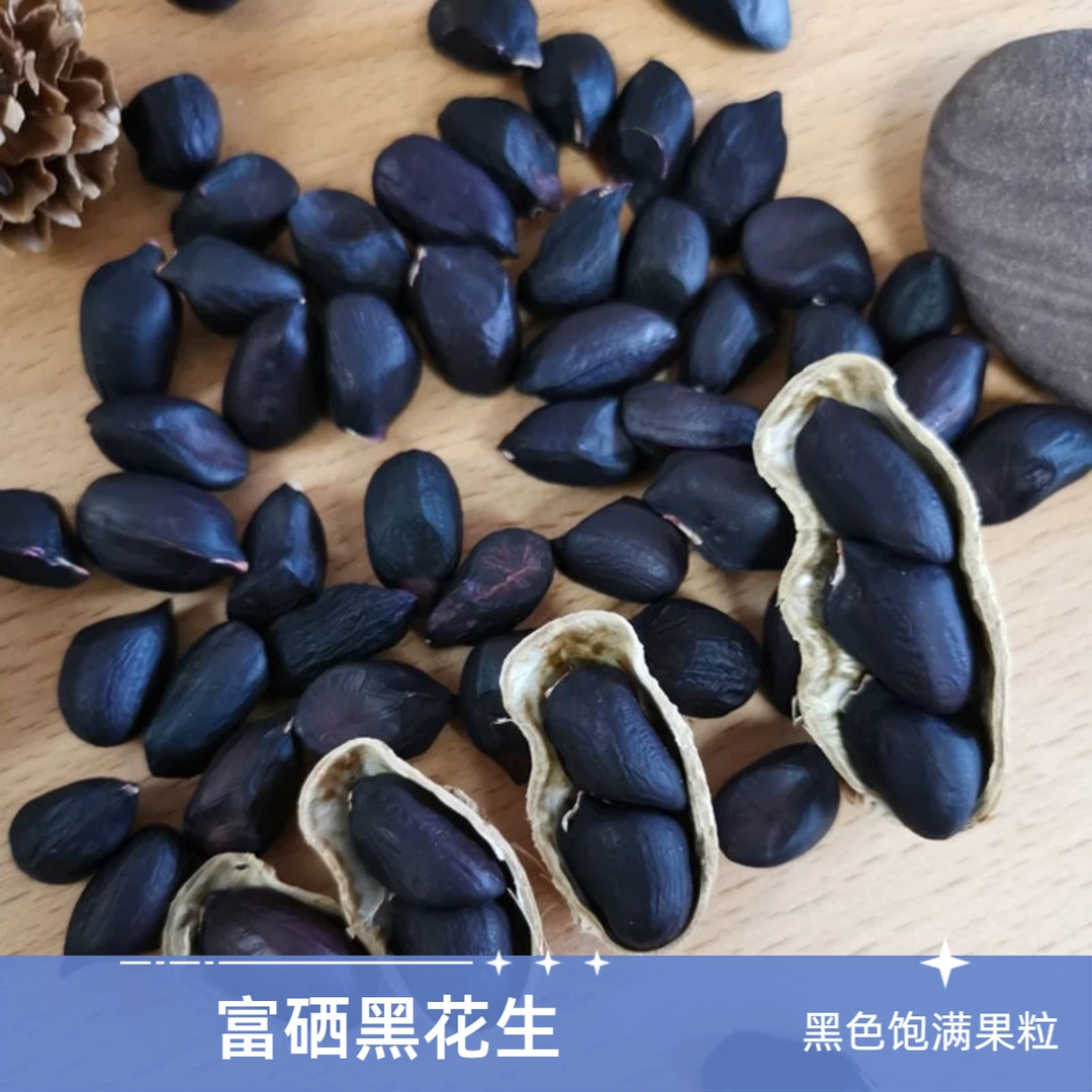 黑花生带壳生花生精选富硒黑花生可种植农家自种自然晒干饱满营养
